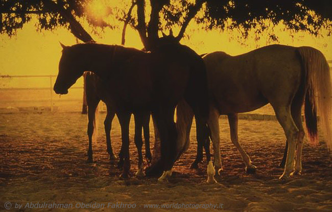 Desert the Qatar 